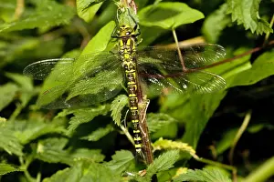 Hawker Prints: Female Southern Hawker (Aeshna cyanea), Somerset Levels