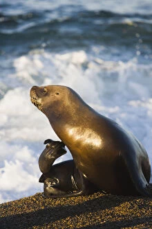 Images Dated 23rd April 2009: female southern sea lion (Otaria byronia)