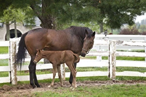 Foal Gallery: Female thoroughbred and foal, Donamire Horse
