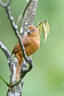 Trinidad Prints: Female White-lined Tanager - on branch - Asa Wright Centre - Trinidad