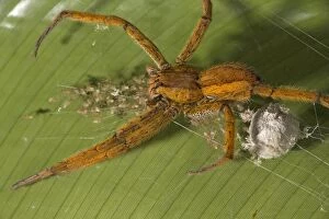 Images Dated 24th February 2006: Female Wolf Spider guarding her newly-emerged young spiderlings. Costa Rica
