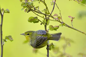 Pacific Northwest Prints: Female Yellow Warbler Olympic National Park