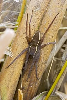 Images Dated 19th August 2007: Fen Raft Spider - Endangered Species - England - UK - Extremely vulnerable due to lack of suitable