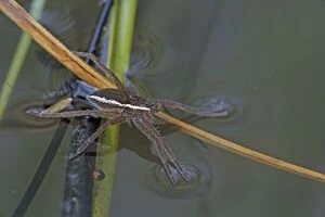 Images Dated 31st July 2007: Fen Raft Spider - Endangered Species - England - UK - Extremely vulnerable due to lack of suitable