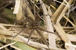 Images Dated 19th August 2007: Fen Raft Spider - Mother guarding babies in nursery web - England - UK - Endangered species