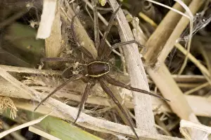 Fen Raft Spider - Mother guarding babies in nursery web - England - UK - Endangered species - Extremely vulnerable due to lack of suitable habitation - Essentially aquatiac requiring lowland-wetland
