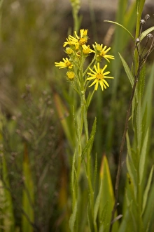 Images Dated 22nd July 2006: Fen ragwort (Senecio paludosus). Very rare in UK