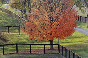 Fences and red maple tree in autumn, near
