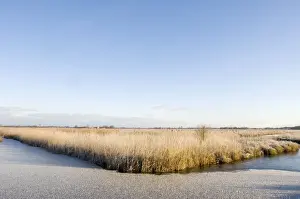 Reeds Prints: Fenland - Wetland with rimed reed - Nature reserve De Wieden, The Netherlands, in winter