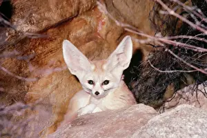 Night Prints: Fennec Fox