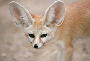 World Wildlife Gallery: FENNEC FOX - close-up of head, facing camera