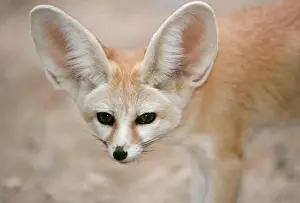 Eyes Prints: Fennec Fox KEL 1088 Deserts North of the Sahara
