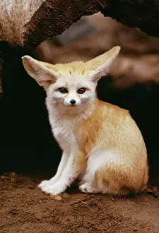 Fennec Fox KF 1065 Fennecus zerda © K. W. Fink / ARDEA LONDON