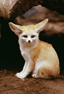 Fennec fox sitting