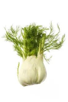 Fruit And Veg Prints: Fennel