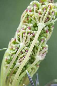 Fennel flower bud opening, Norfolk UK