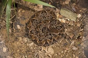 Fer-de-Lance snake - coiled, an aggressive and highly venomous snake