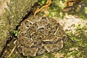 Fer-de-lance - venomous snake - resting on path