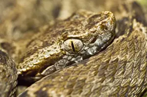 Trinidad Prints: Fer de lance - venomous snake - close up of head - Asa Wright Centre - Trinidad