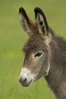 Farm animals/feral burro donkey