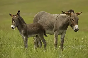 Feral Burro / Donkey - Custer State Park - South Dakota - USA