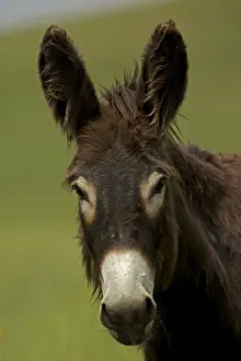 Feral Burro / Donkey - Custer State Park - South Dakota - USA