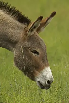 Feral Burro / Donkey - Custer State Park - South Dakota - USA