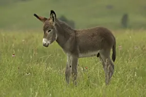 Feral Burro / Donkey - Custer State Park - South Dakota - USA