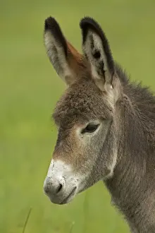 Donkeys Prints: Feral Burro / Donkey - Custer State Park - South Dakota - USA