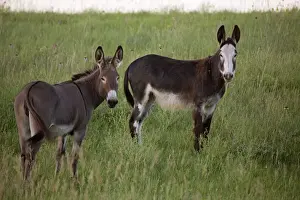 Donkeys Prints: Feral Burro / Donkeys - Custer State Park - South Dakota - USA