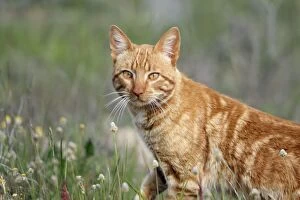 Stray Gallery: Feral Cat - hunting
