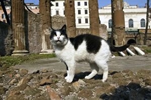 Images Dated 21st May 2004: Feral Cat - living amongst ruins. Rome - Italy