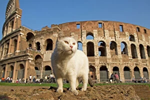 Italy Collection: Feral Cat - outside Coliseum, Rome, Italy