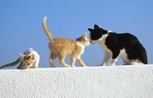 Images Dated 13th September 2007: Feral Cats - black & white with 2 ginger kittnes on wall Santorini Island Greece
