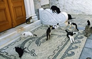 Images Dated 13th September 2007: Feral Cats - group on mossiac Santorini Island Greece