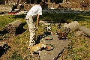 Images Dated 21st May 2004: Feral Cats - living amongst ruins, being fed