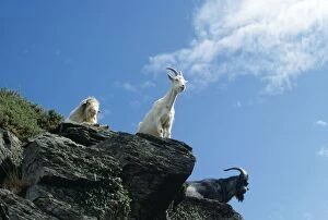 Feral Goat - on rocky outcrop