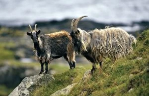 Images Dated 19th August 2011: Feral Goats - Scotland UK