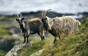 Feral Prints: Feral Goats - Scotland UK