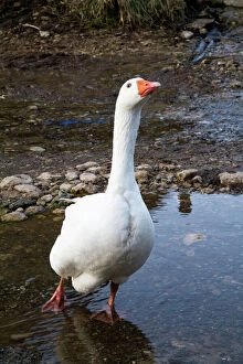 Images Dated 20th February 2010: Feral Goose - in a farmyard puddle