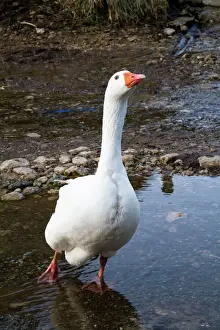 England Prints: Feral Goose - in a farmyard puddle - Wiltshire - England - UK