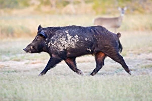 Feral Gallery: Feral Hog (Sus scrofa) male (boar) running