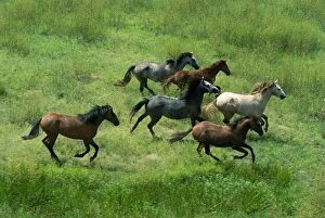 Feral Horses / Brumbies