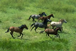 Feral Prints: Feral Horses / Brumbies - Kakadu National Park (World Heritage Area) - Northern Territory