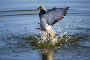 Feral Gallery: Feral Pidgeon - emerging out of water after bathing in pond, North Hessen, Germany Date: 11-Feb-19