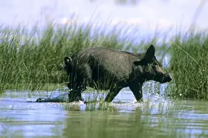 Feral Pig - Walking through water - Kinchega National Park, far western New South Wales, Australia JPF44307