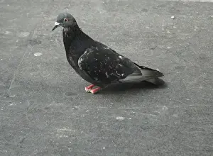 Disease Prints: Feral Pigeon - lost its feet and toes