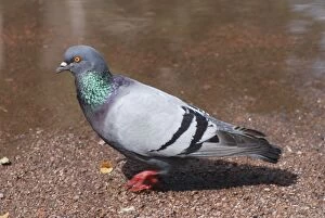 Images Dated 19th July 2008: Feral Pigeon walking - pigeons walk, other birds hop