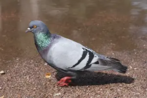 Feral Pigeon walking - pigeons walk, other birds hop