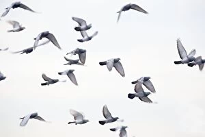 Images Dated 18th December 2012: Feral Pigeons - in flight